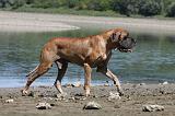 DOGUE ALLEMAND 134